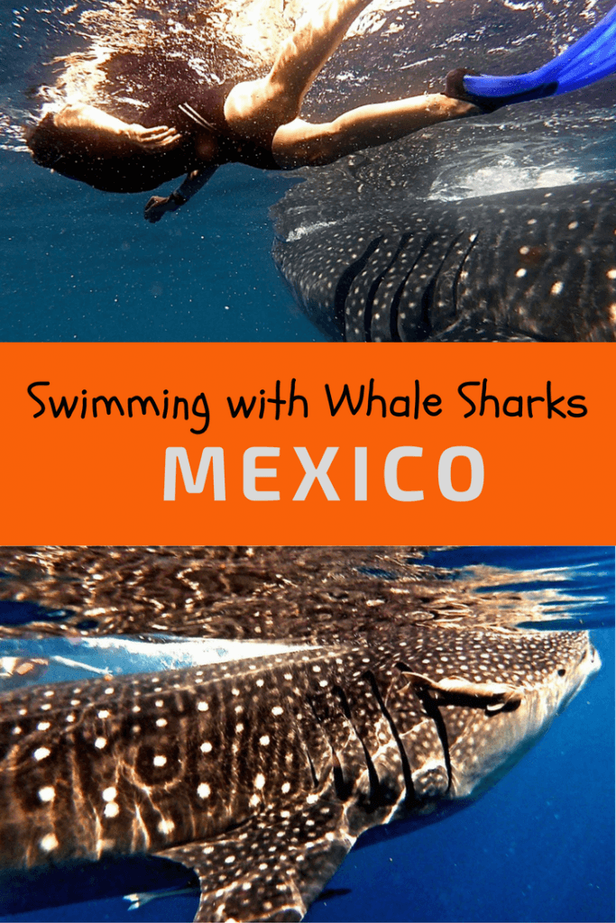 Swimming With Whale Sharks In Cancun Mexico