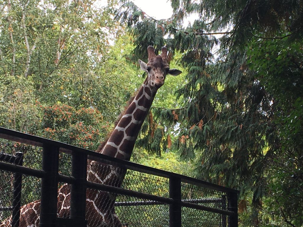 Woodland Park Zoo with Kids