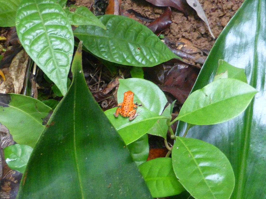 Red Frog Beach - Bocas del Toro