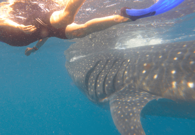 Swimming with Whale Sharks – Cancun, Mexico