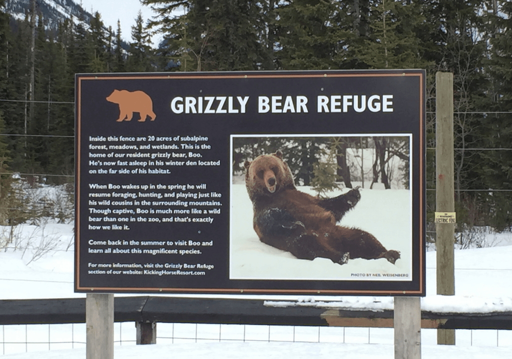 Boo Grizzly Kicking Horse