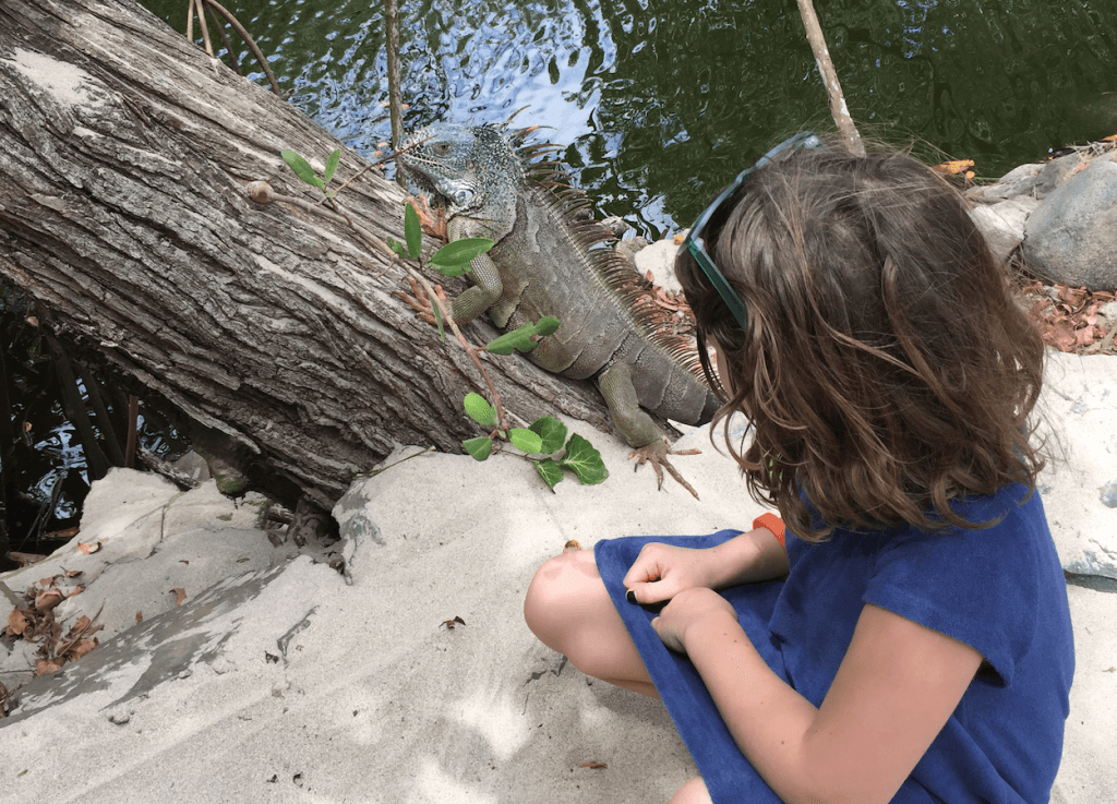 Crocodiles on La Ropa Beach