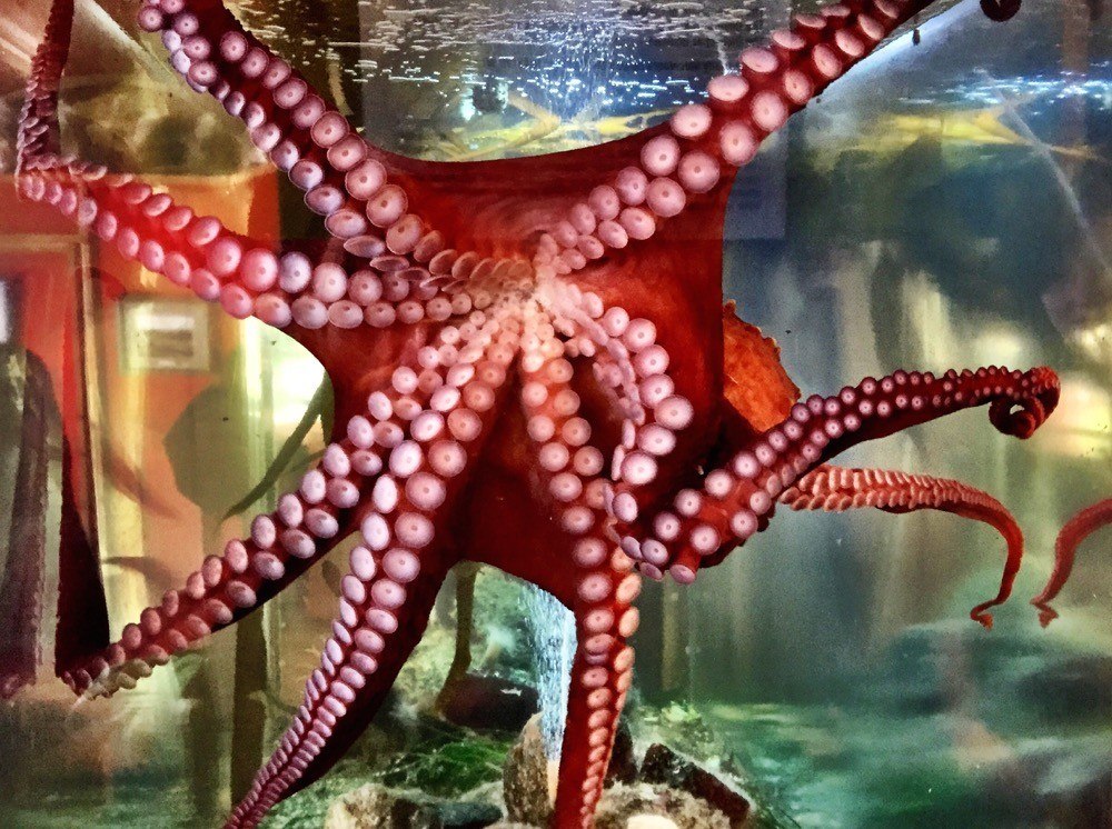 Things to do in Ucluelet - Ucluelet Aquarium