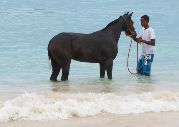 Race Horses Pebbles Beach Barbados