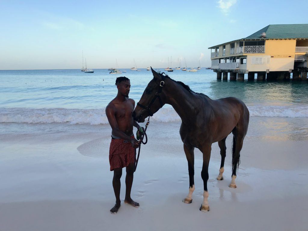 Swimming Horses Barbados