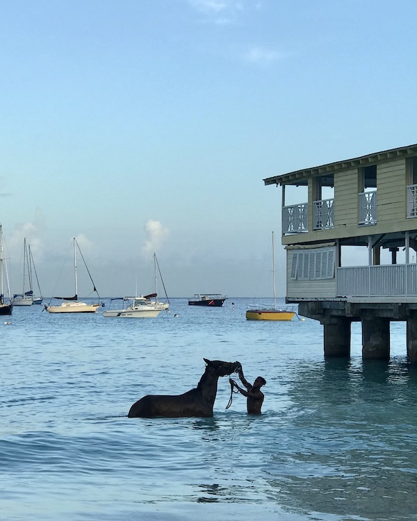 The Swimming Race Horses of Barbados