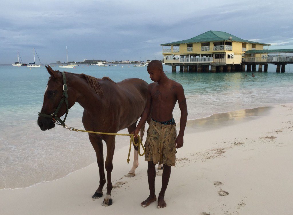 Race Horses Barbados