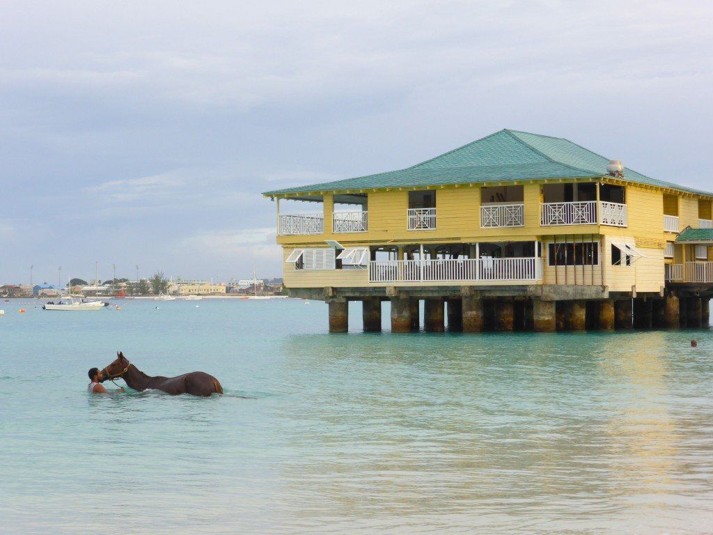  Horses Pebbles Beach Carlisle Bay Barbados