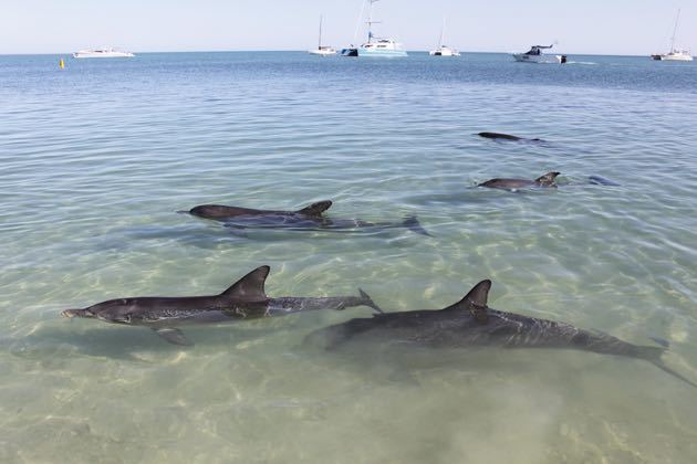 Dolphins in Bay