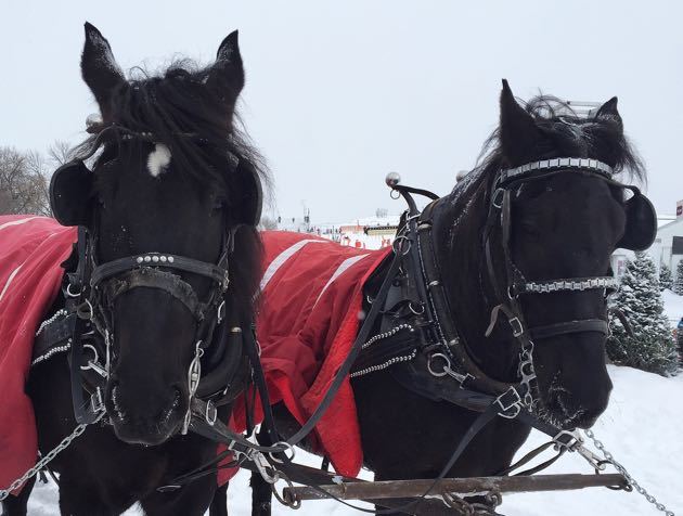 Horse Carriage Quebec