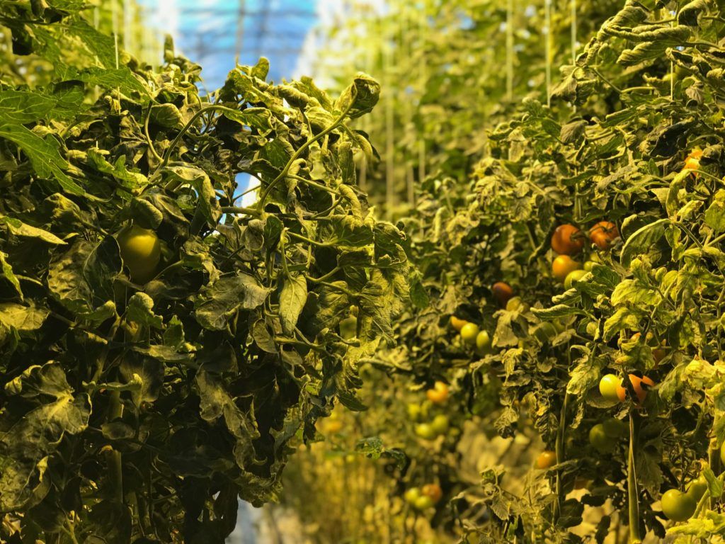 Fridheimar Tomato Greenhouse