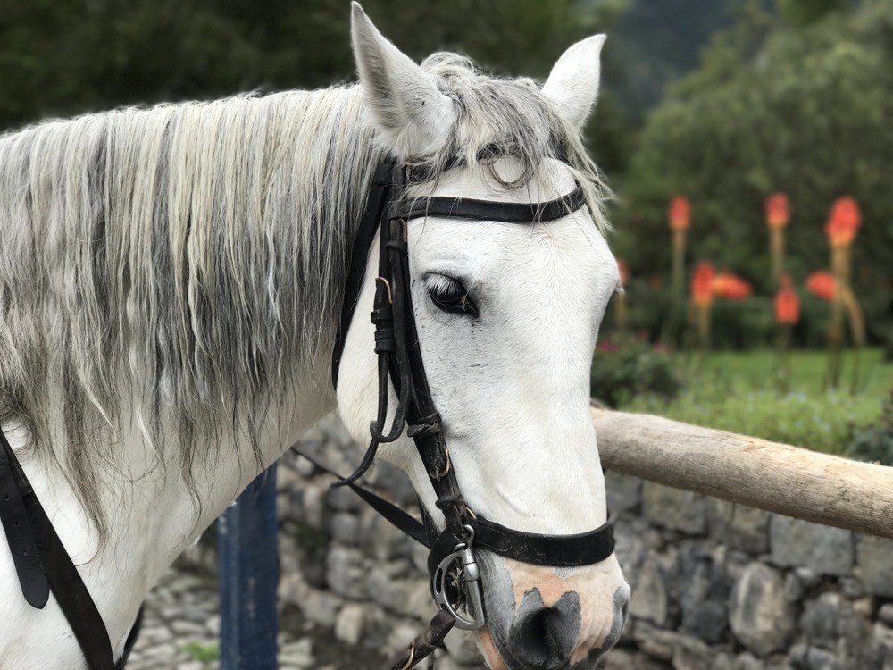 Ecuador Hacienda - Horseback Riding Zuleta