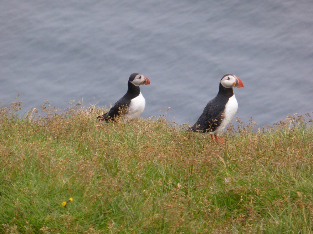 Where to see Puffins Iceland