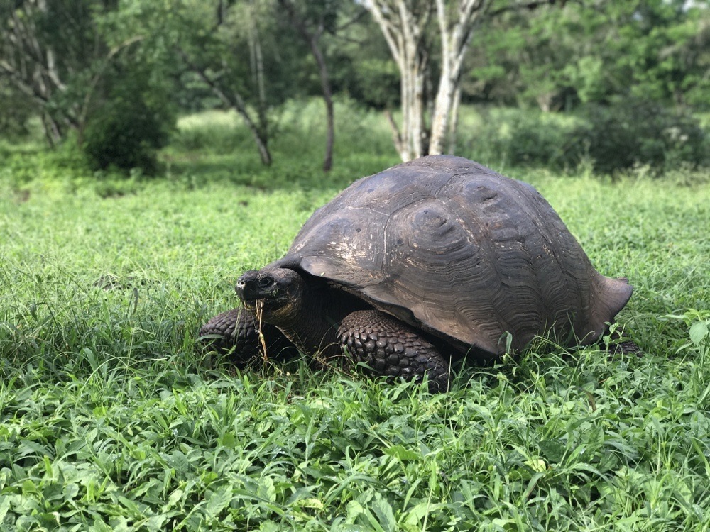 Galapagos Giant Tortoises 