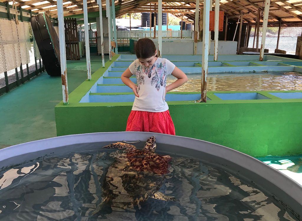 Bequia Turtle Sanctuary Bequia Turtle Sanctuary