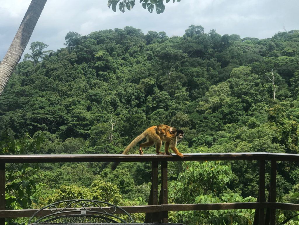 Osa Peninsula Wildlife