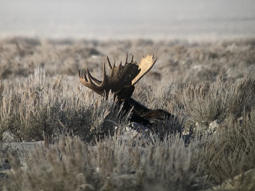 Wildlife Excursion Jackson Hole