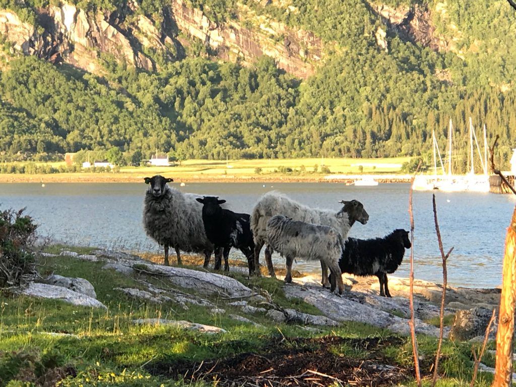 Manshausen Island Norway