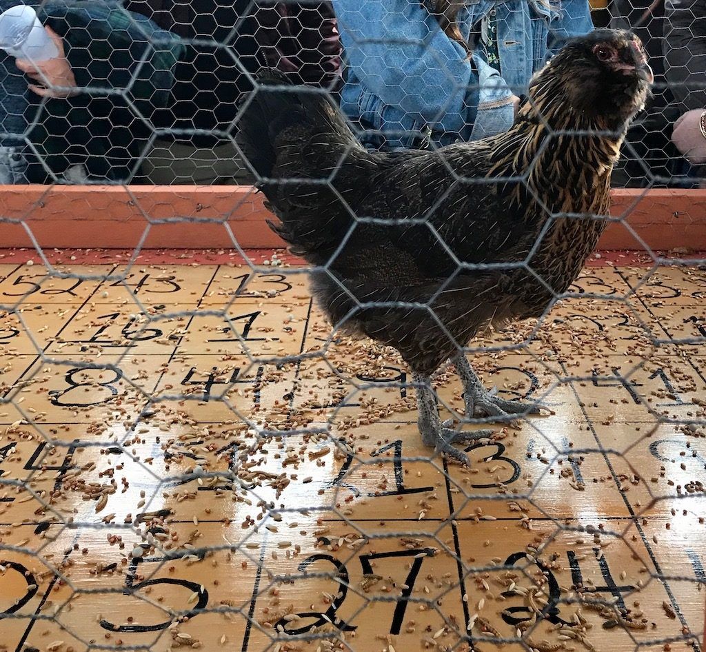 Chicken in Pen at Chicken Shit Bingo in Austin