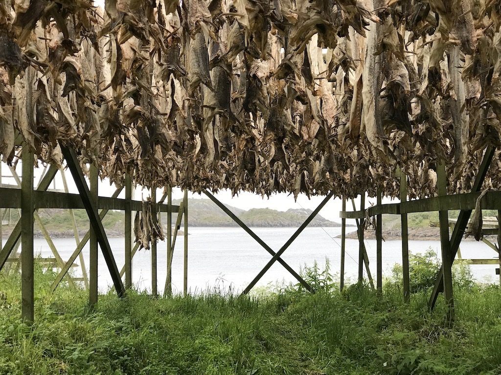 Cod Hanging in the Lofotens