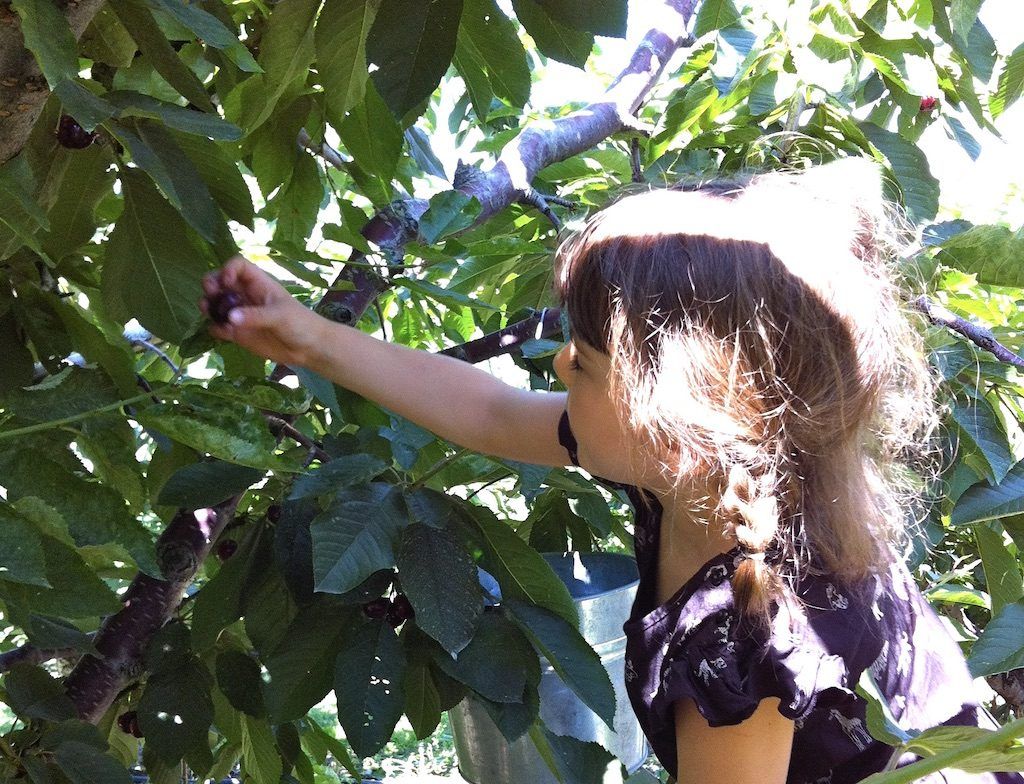 Fruit picking in Kelowna