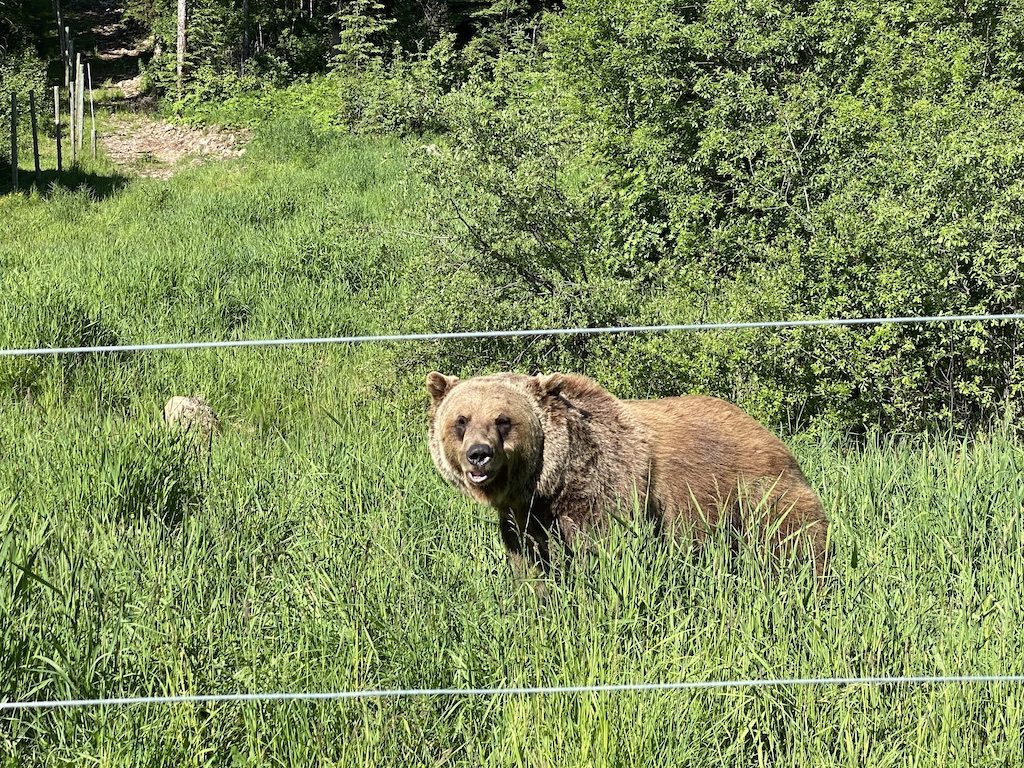 Boo Grizzly Kicking Horse