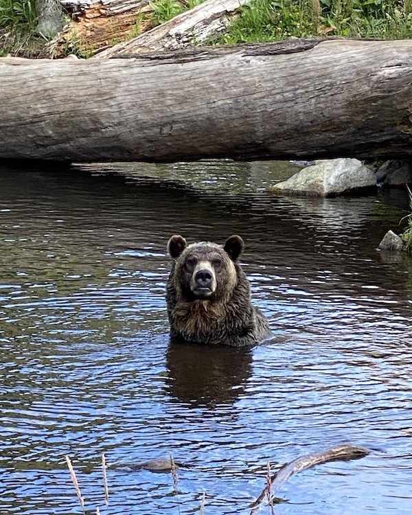 Visiting Bella Coola, B.C. in Bear Watching Season