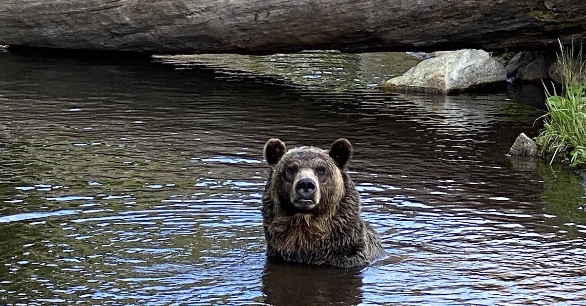 Bella Coola Grizzly Tours
