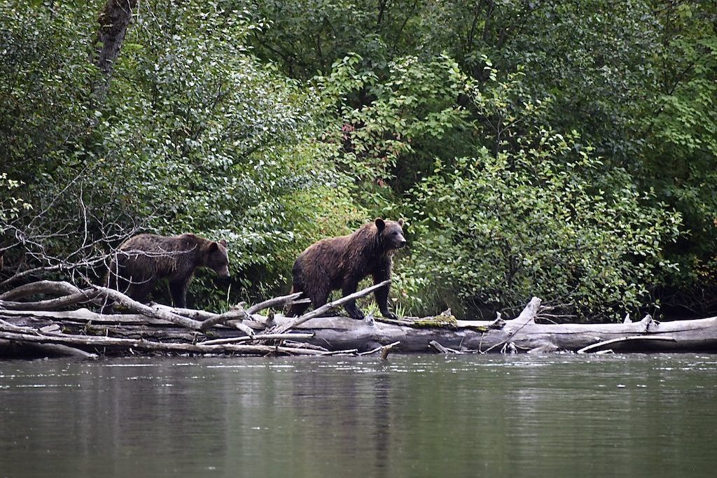 Best Bear Watching British Columbia