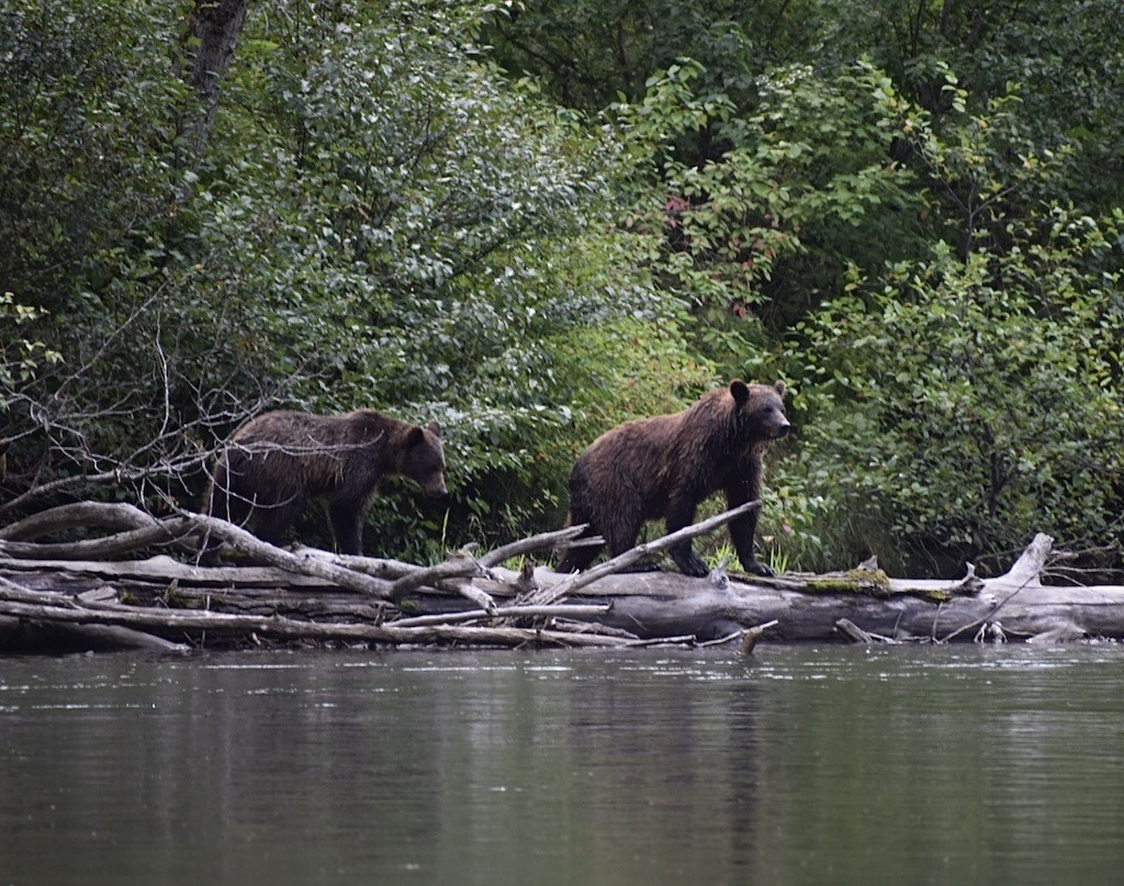 bella coola grizzly tour