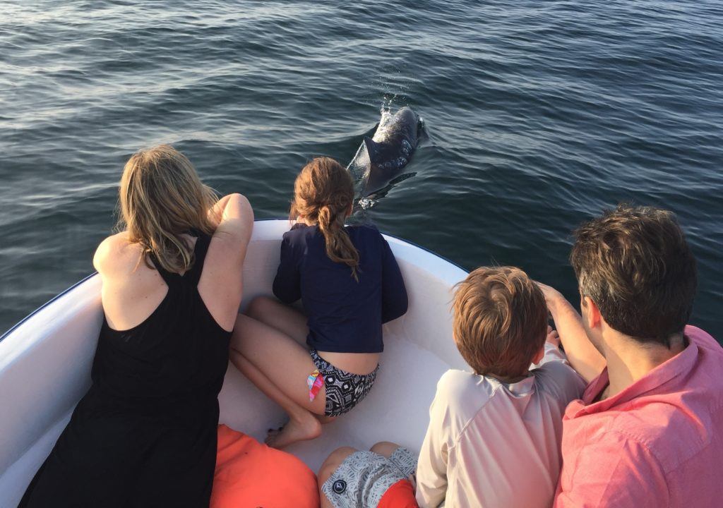 Dolphin Watching Tour – Puerto Escondido