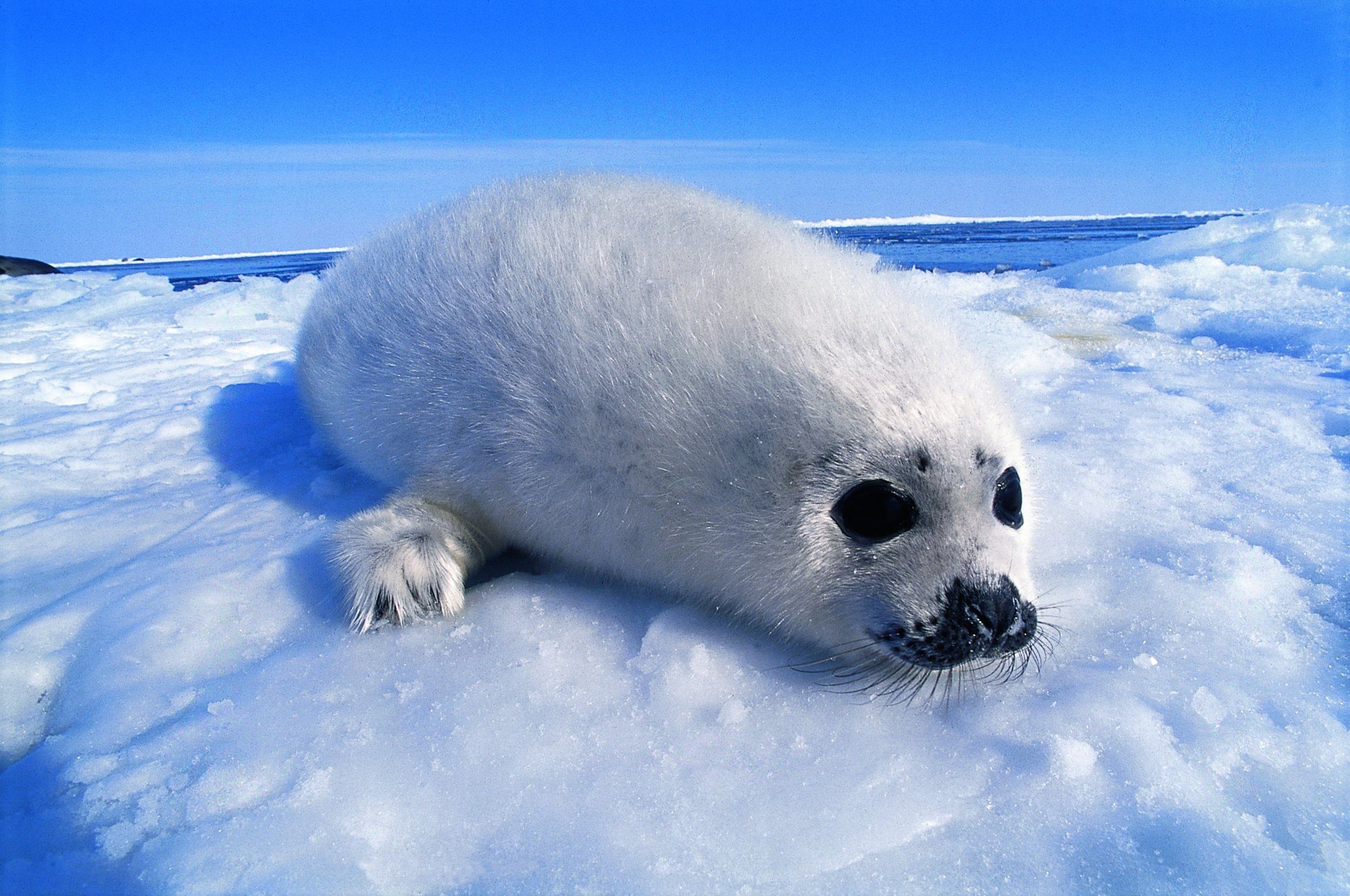 Harp Seal Pup on Ice