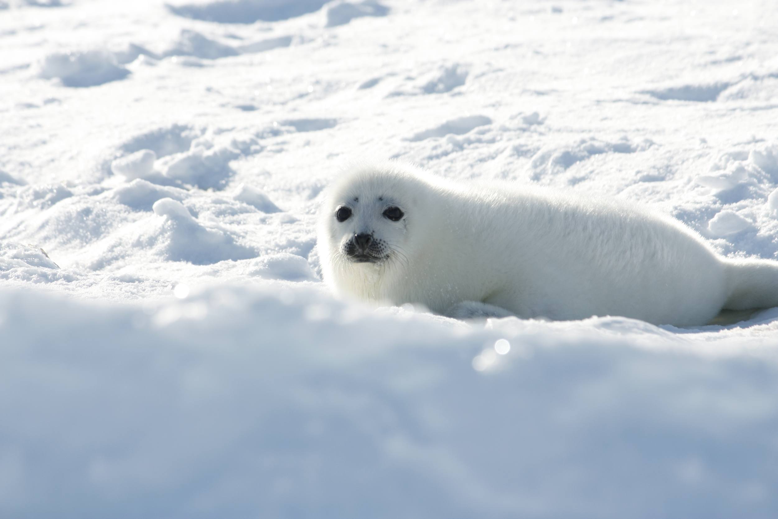How To See Harp Seal Pups In Canada Pint Size Pilot 