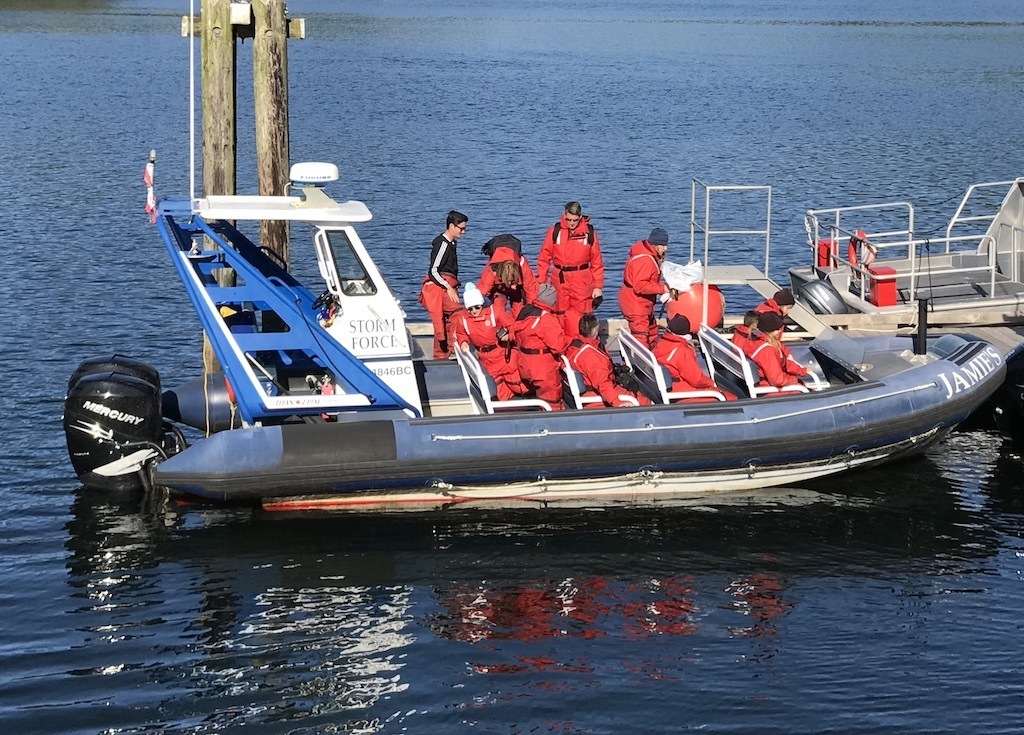 Whale Watching Tofino