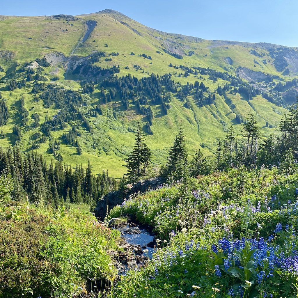 Hiking Whitecap Alpine