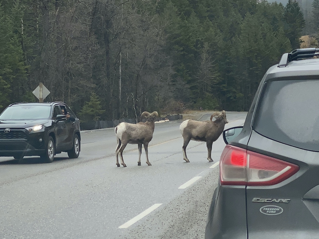 Wildlife BC Roads
