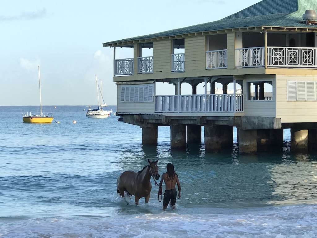 Swimming Horses Barbados
