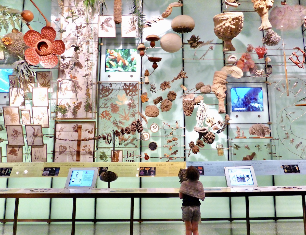 American Museum of Natural History NYC with Kids
