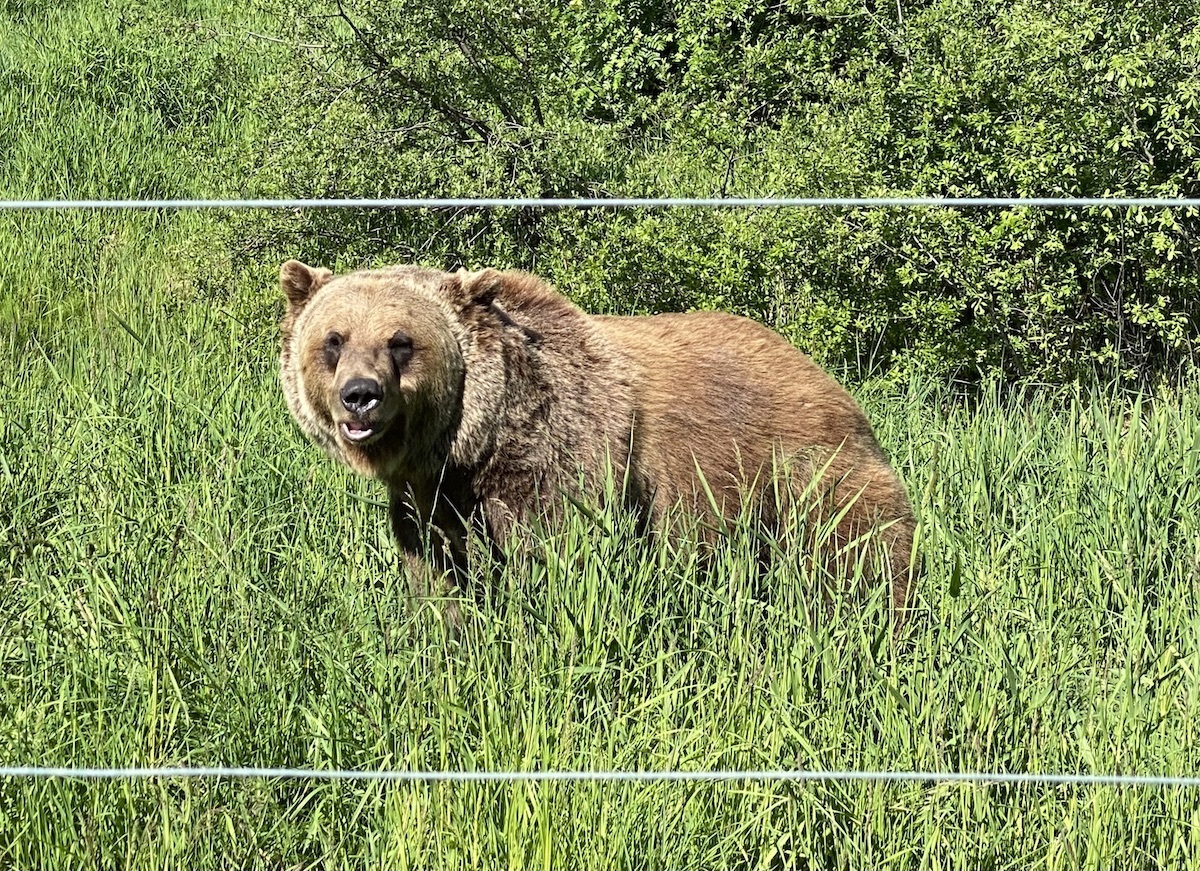 Boo Grizzly Kicking Horse