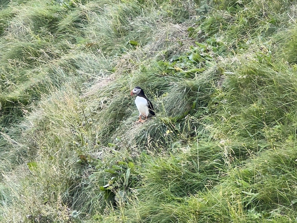 Day Trip to Vestmannaeyjar