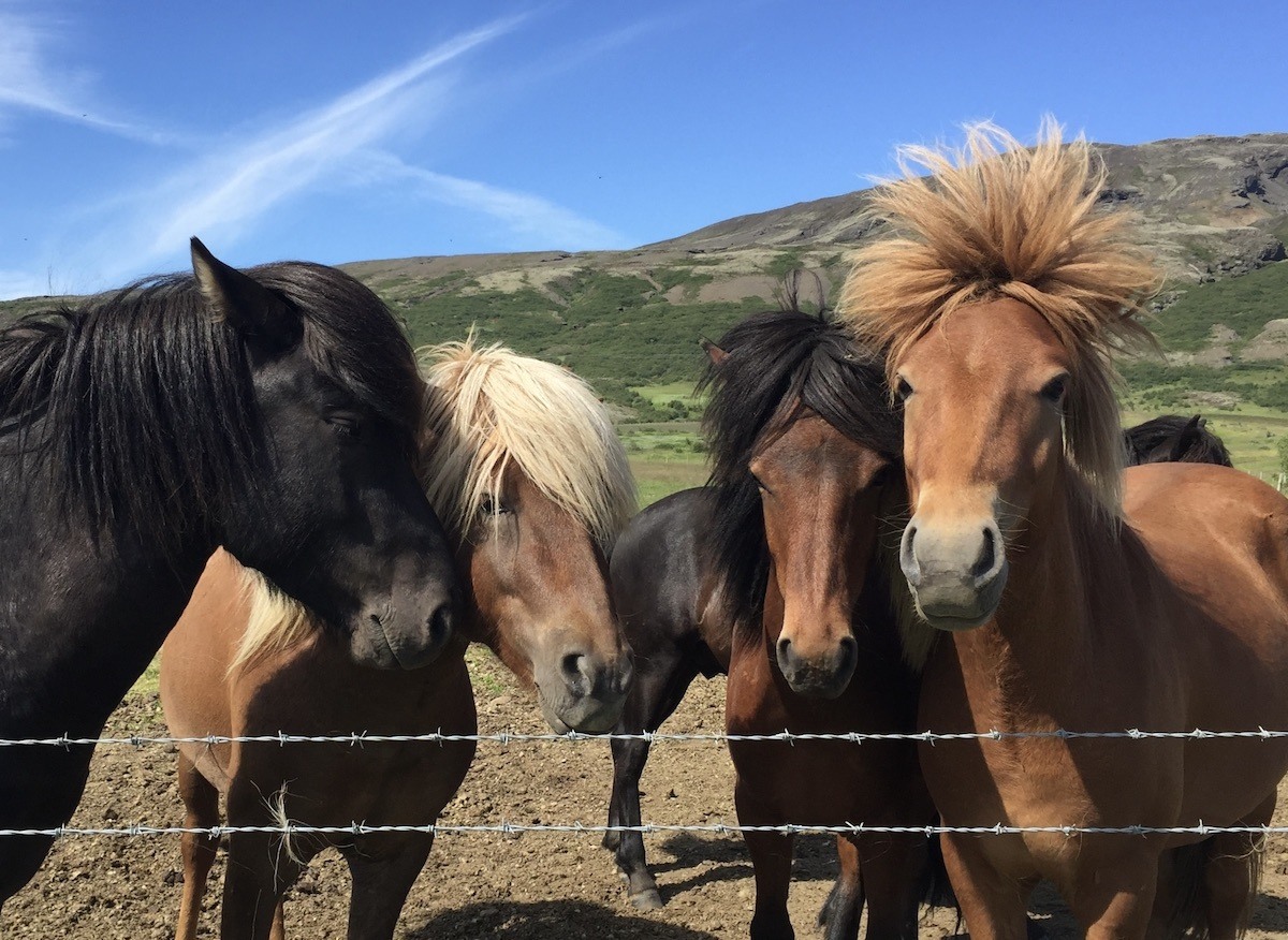 Horseback Riding near Reykjavik