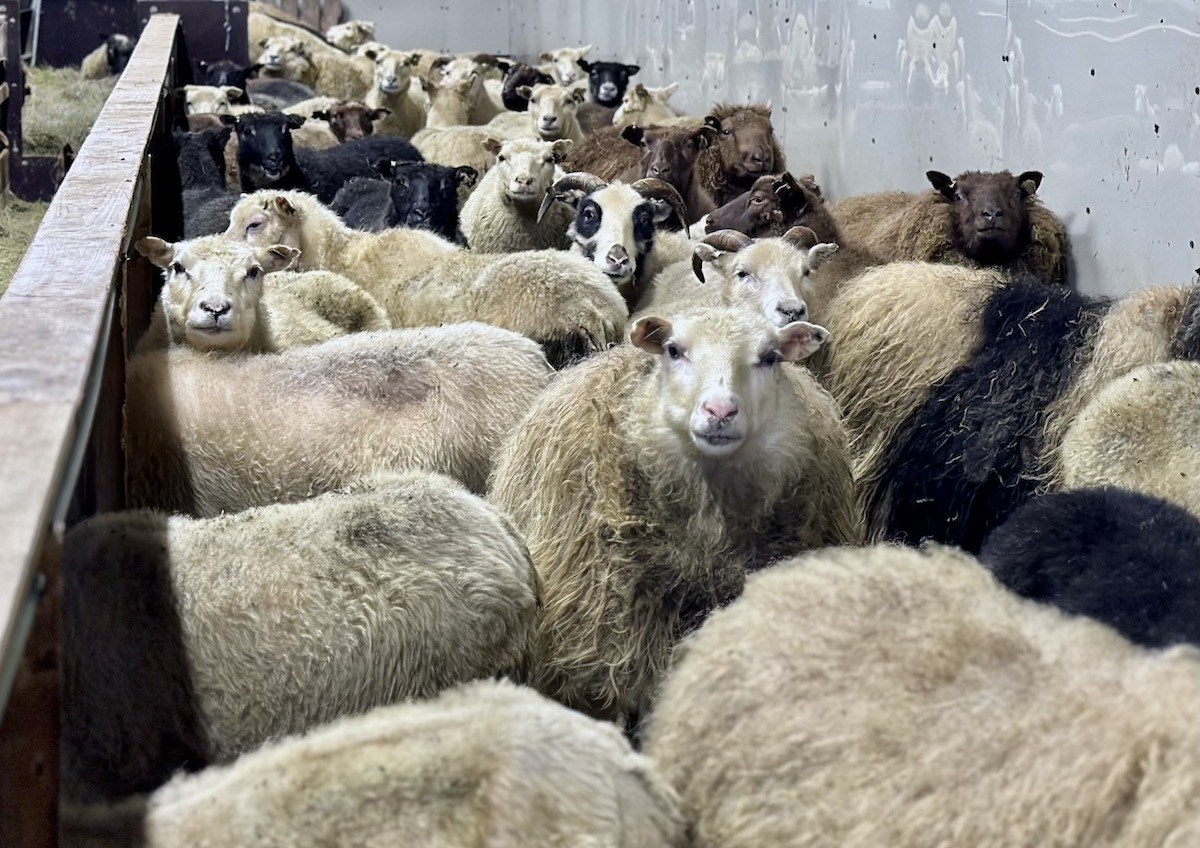 Petting Zoo Iceland Hradastadir