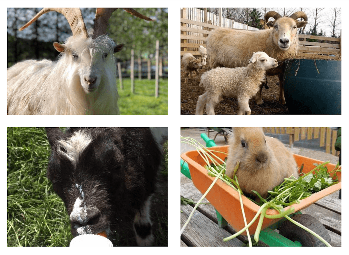 Hradastadir Farm and Petting Zoo Iceland