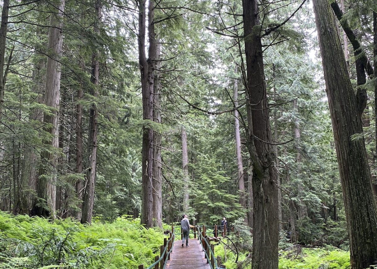 Revelstoke National Park Hikes