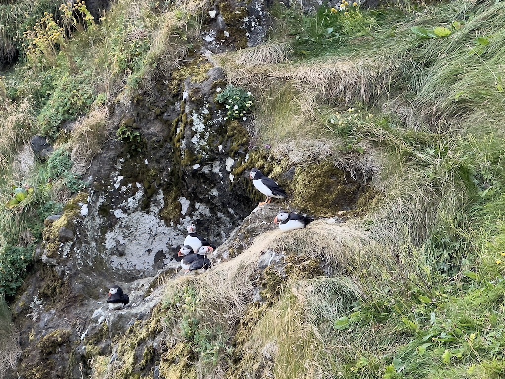 Puffins in Iceland