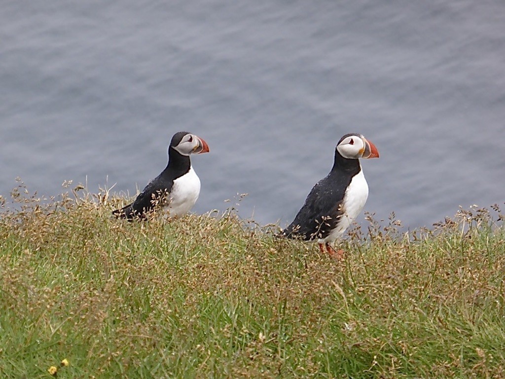 Puffins in the Westman Islands, Iceland