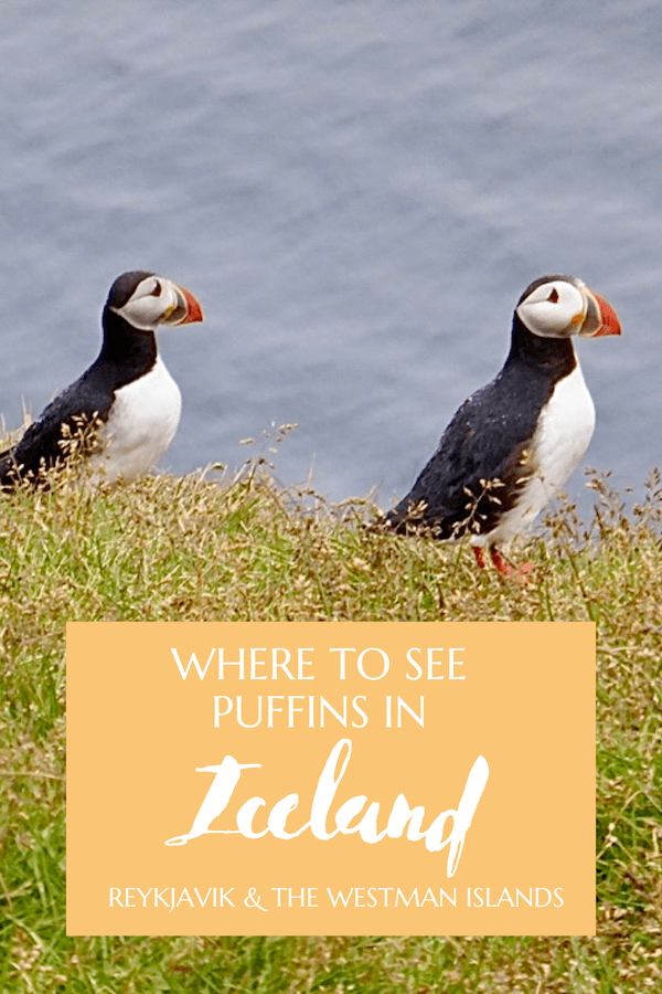 Puffins Iceland (Guide on Where to See Puffins in Iceland)