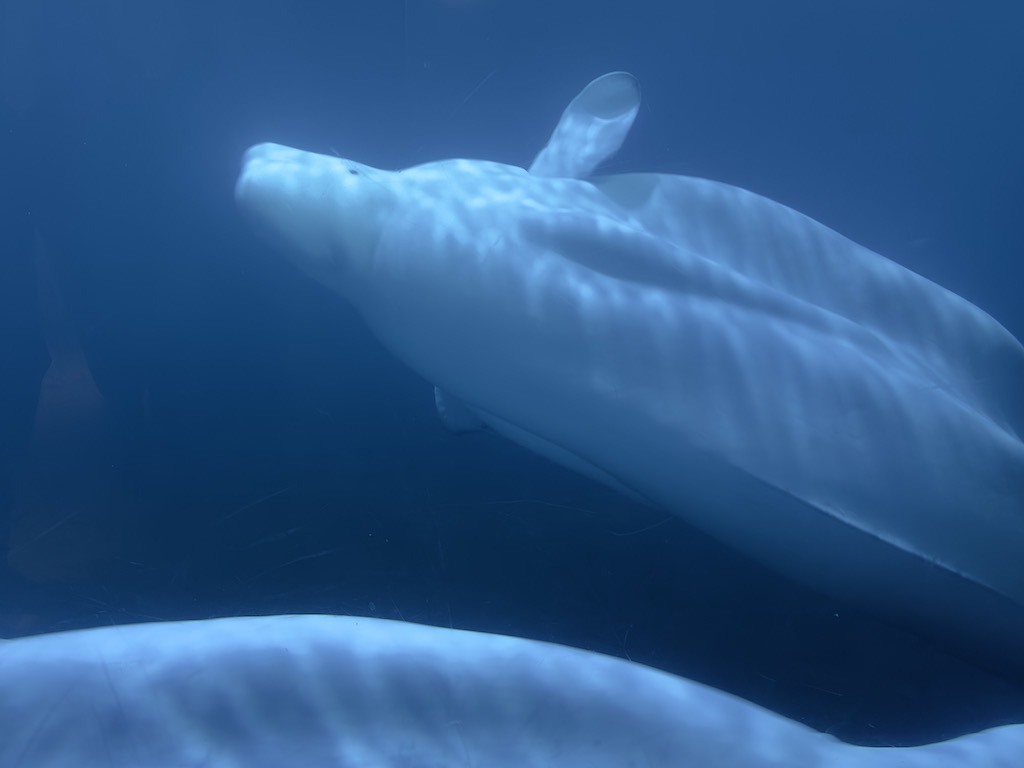 Beluga Whale Sanctuary, Iceland