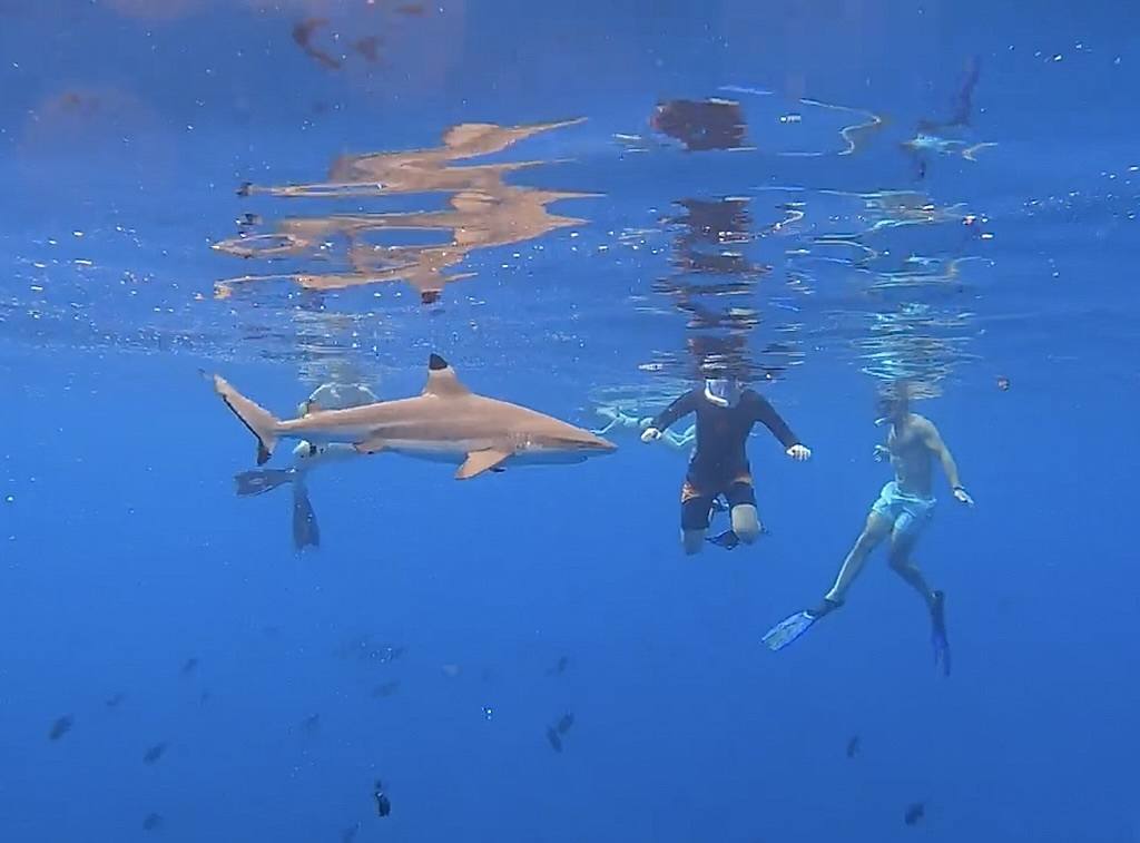 Moorea Shark Swim