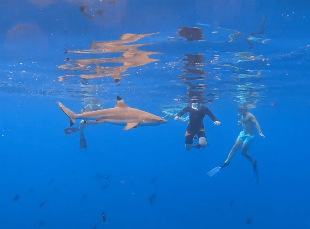 Swim with Sharks Moorea